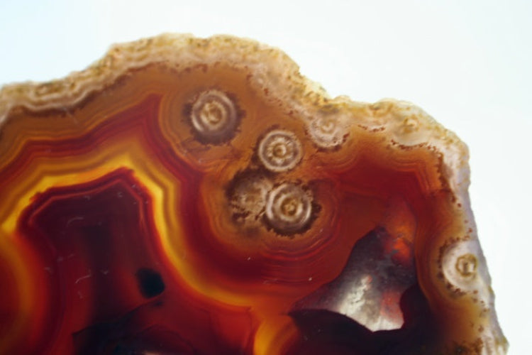 Closeup of dryhead agate slice showing eyes.