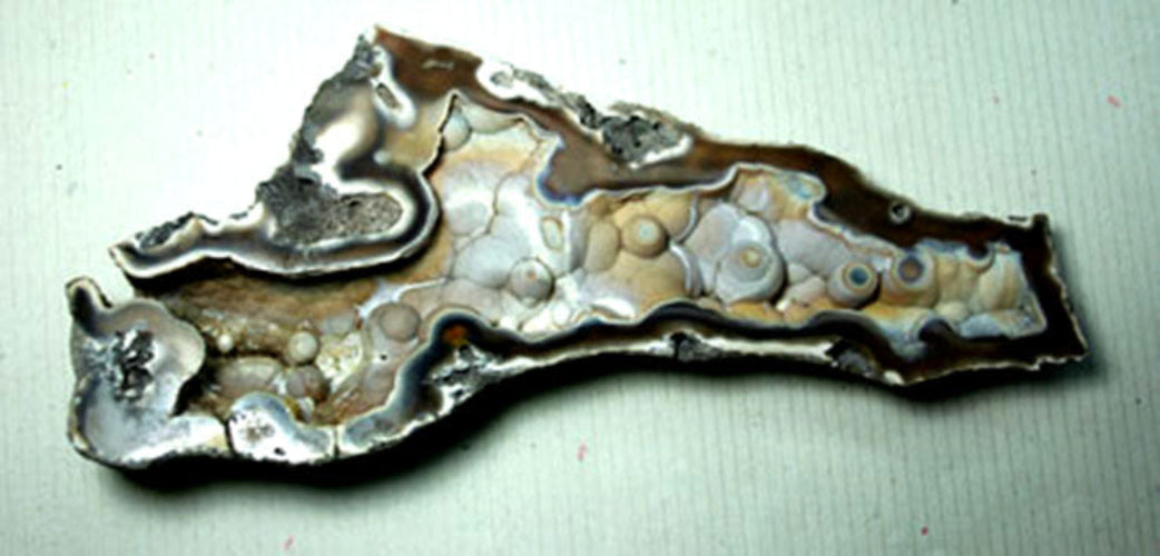 20010 Tampa Bay Coral -close up of 2nd half