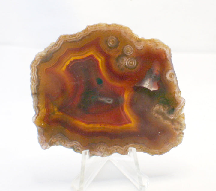 A polished slice of agate or jasper stone on a clear acrylic display stand, showing concentric bands of brown, orange, red, and yellow on a white background.