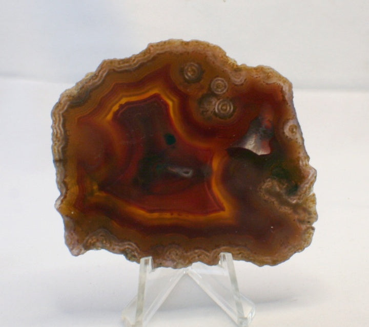 Dryhead agate slab showing bands and eyes.