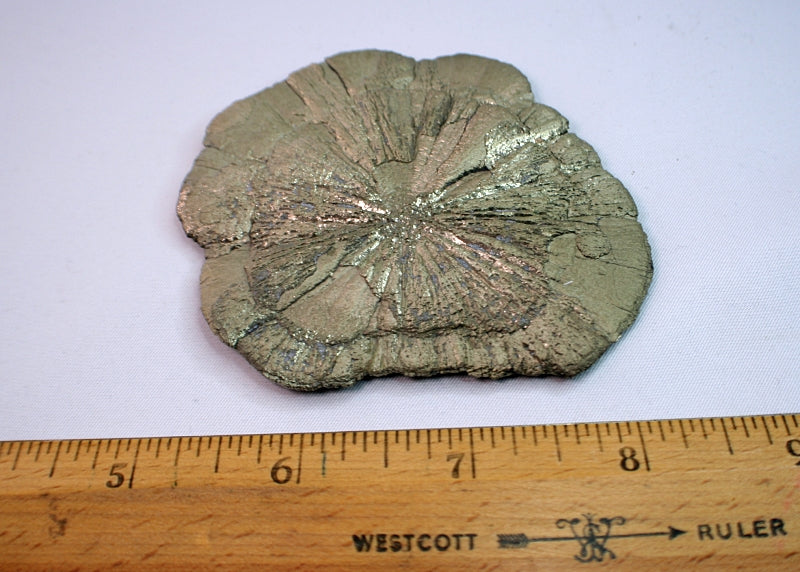 10375 Pyrite sun dollar laying flat with ruler for size