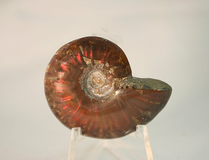 Polished ammonite with red opal flash