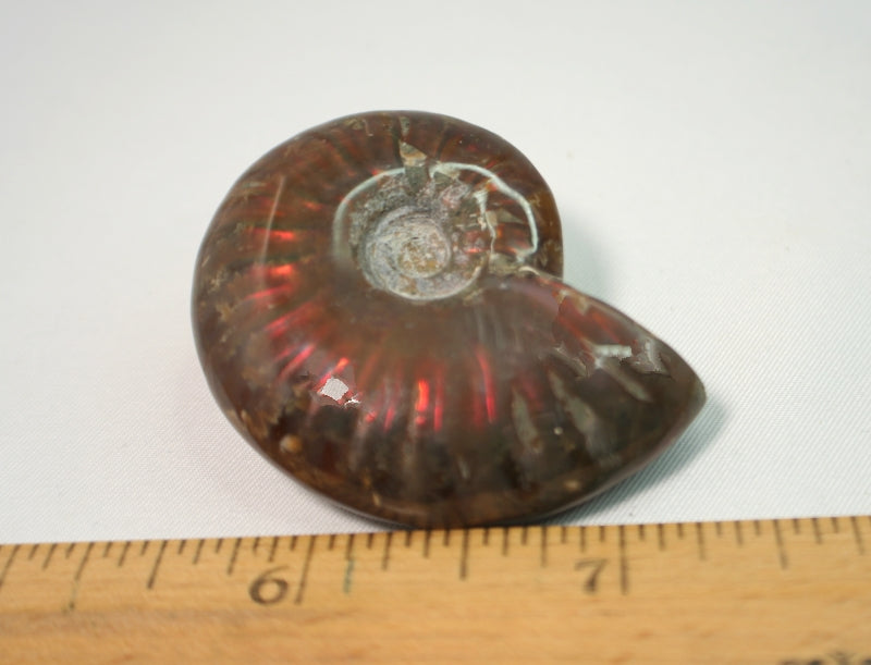 Ammonite with index, red flash opalized