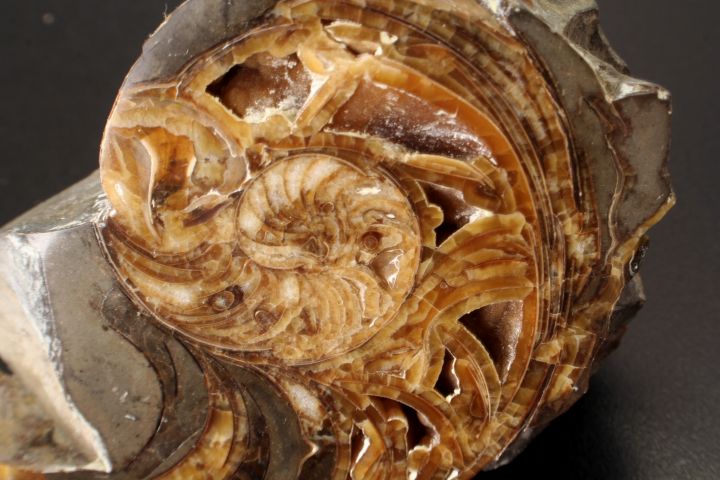 ammonite shell - close up of segments
