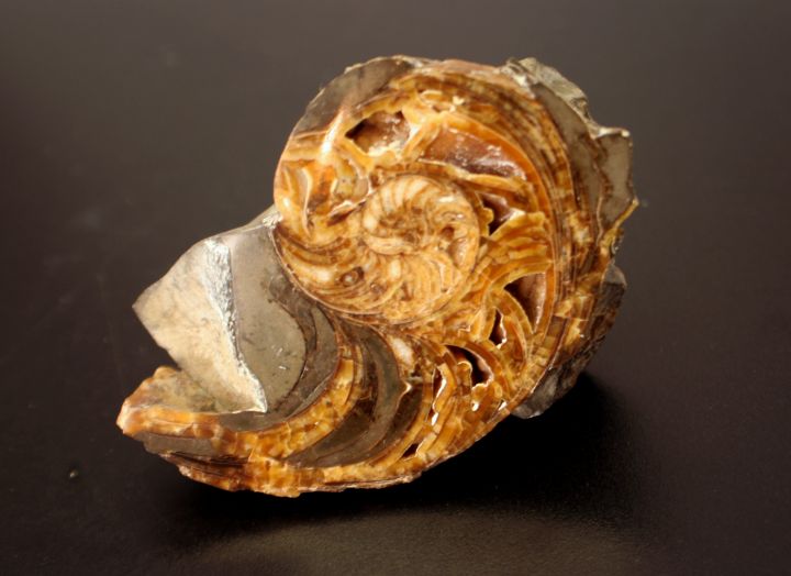 Ammonite shell agatized and in matrix, front