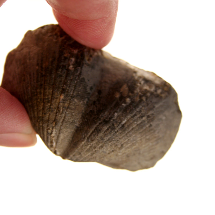 20018_Pyritized Brachiopod - showing detail on shell