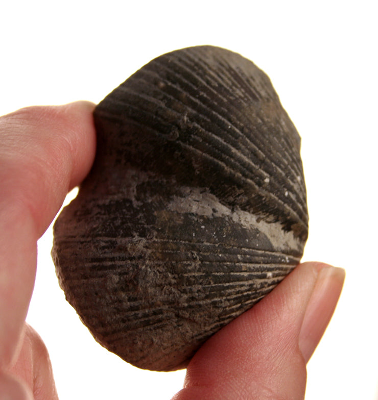 20019_Pyritized Brachiopod - showing detail on shell
