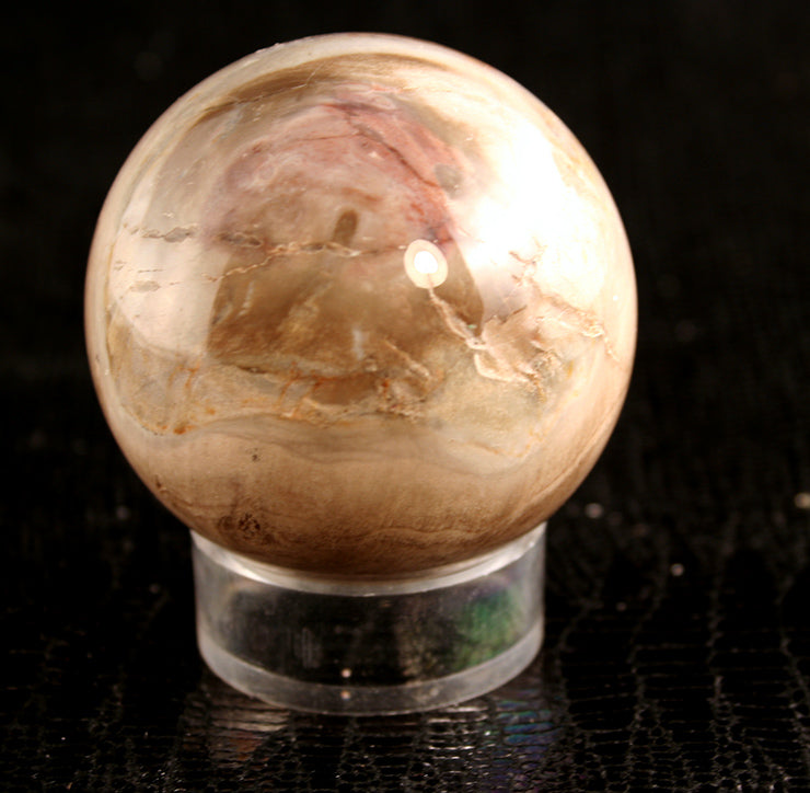 60123_Petrified Wood Sphere - top