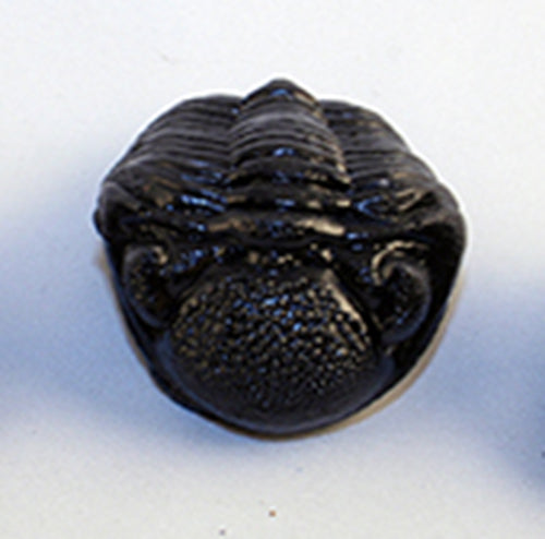 Phacops rana -Trilobite Replica - front view