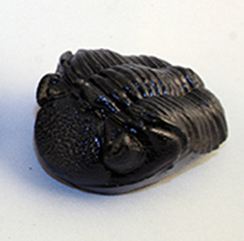 Phacops rana -Trilobite Replica - side view